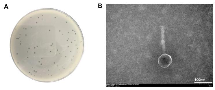 https://cdn.ncbi.nlm.nih.gov/pmc/blobs/a1ea/10498570/4f9444a6caa9/12866_2023_2976_Fig1_HTML.jpg