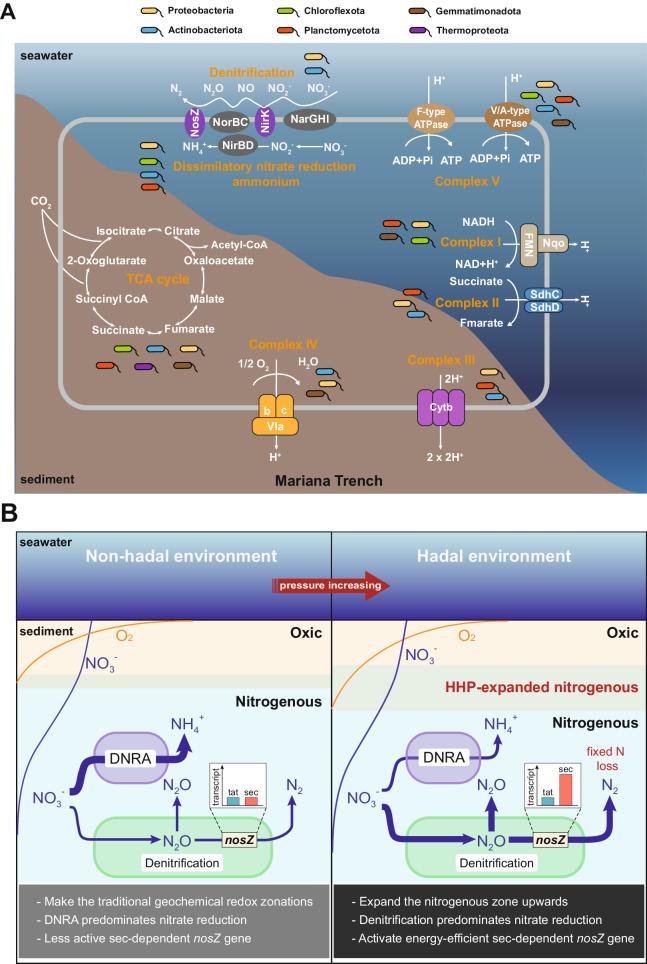 https://cdn.ncbi.nlm.nih.gov/pmc/blobs/a1eb/10951307/65dd90c16b3a/41467_2024_46897_Fig6_HTML.jpg