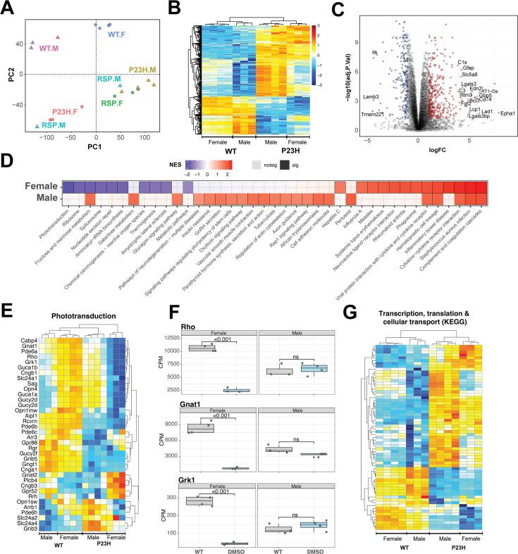 https://cdn.ncbi.nlm.nih.gov/pmc/blobs/a1ec/11999695/bb3924e74d1d/elife-103888-fig5.jpg