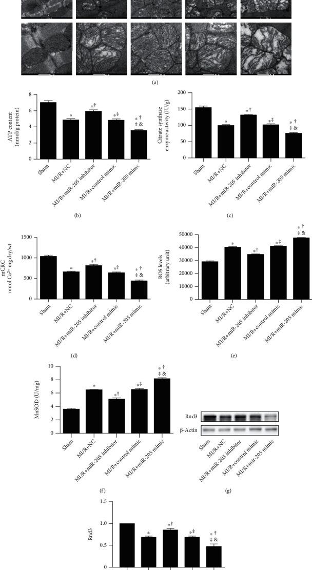 https://cdn.ncbi.nlm.nih.gov/pmc/blobs/a1ed/8263220/4ca96da7d6a7/OMCL2021-9986506.002.jpg