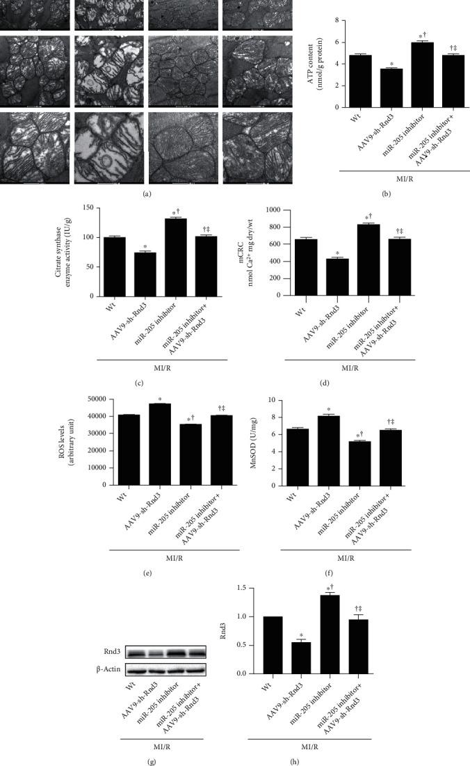 https://cdn.ncbi.nlm.nih.gov/pmc/blobs/a1ed/8263220/f991d178dfca/OMCL2021-9986506.005.jpg