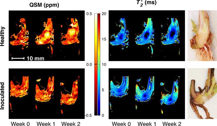 https://cdn.ncbi.nlm.nih.gov/pmc/blobs/a1ef/10808117/436d7c61da9d/41598_2024_52520_Fig4_HTML.jpg