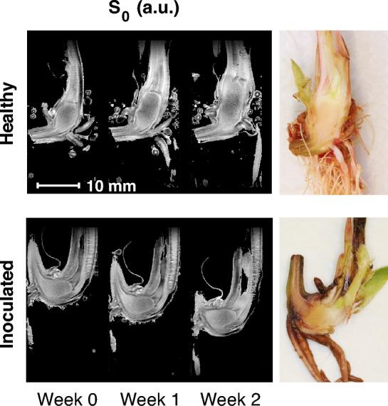 https://cdn.ncbi.nlm.nih.gov/pmc/blobs/a1ef/10808117/54b4b0bbbc63/41598_2024_52520_Fig7_HTML.jpg