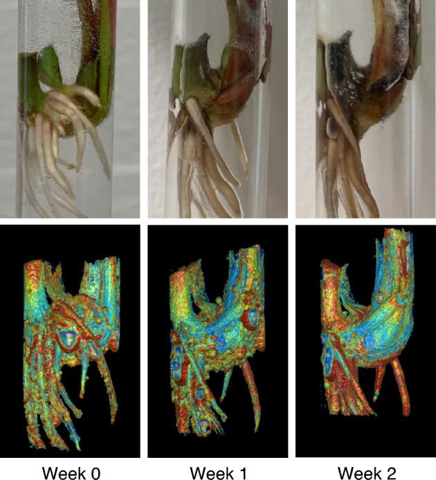 https://cdn.ncbi.nlm.nih.gov/pmc/blobs/a1ef/10808117/bd74117106f4/41598_2024_52520_Fig8_HTML.jpg