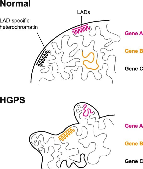 https://cdn.ncbi.nlm.nih.gov/pmc/blobs/a1f1/7249329/b34c9df381f7/13073_2020_749_Fig6_HTML.jpg