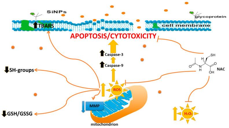 https://cdn.ncbi.nlm.nih.gov/pmc/blobs/a1f6/9916948/114442df7c34/ijms-24-02037-g006.jpg