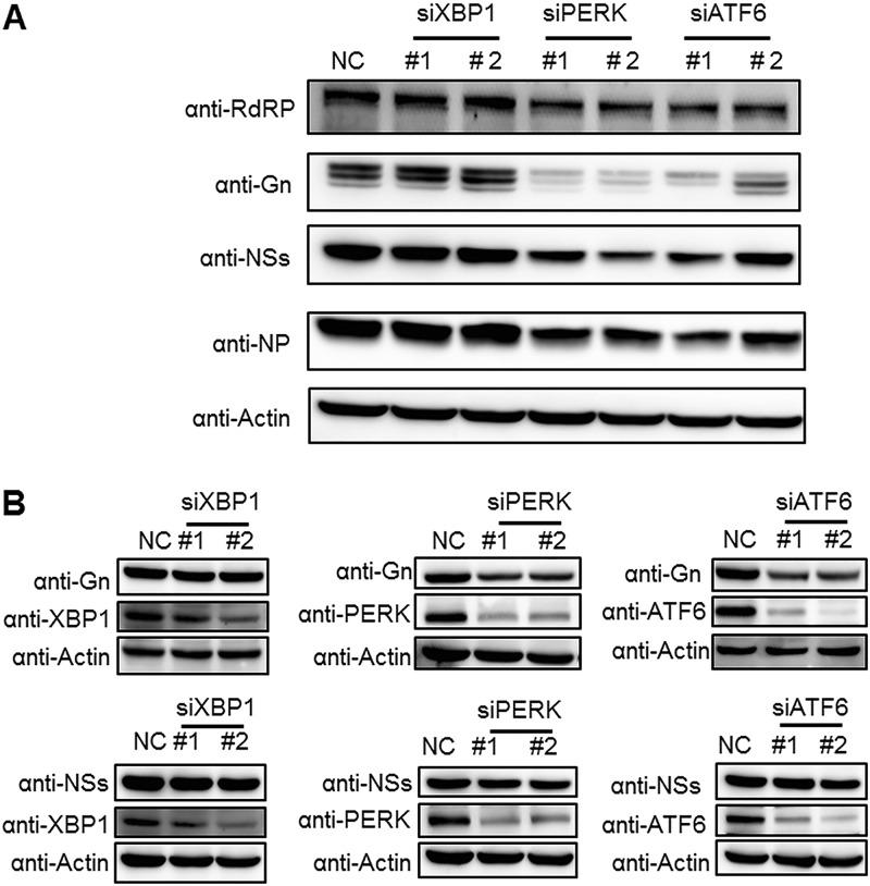 https://cdn.ncbi.nlm.nih.gov/pmc/blobs/a1f8/6498065/1c7b10f2177c/JVI.00308-19-f0006.jpg