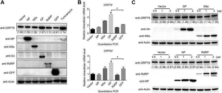 https://cdn.ncbi.nlm.nih.gov/pmc/blobs/a1f8/6498065/43bddb25c0a3/JVI.00308-19-f0005.jpg