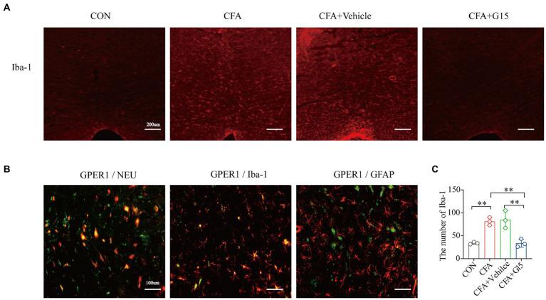 https://cdn.ncbi.nlm.nih.gov/pmc/blobs/a1f8/9853019/075801a340ab/fnmol-15-1078309-g004.jpg