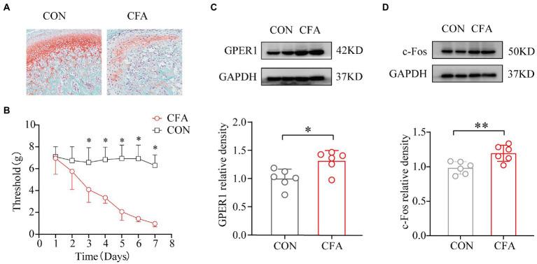 https://cdn.ncbi.nlm.nih.gov/pmc/blobs/a1f8/9853019/9d0a18bb43fb/fnmol-15-1078309-g001.jpg