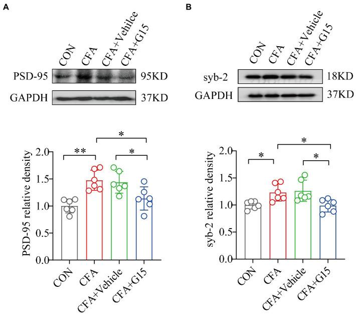 https://cdn.ncbi.nlm.nih.gov/pmc/blobs/a1f8/9853019/a512d065853d/fnmol-15-1078309-g006.jpg