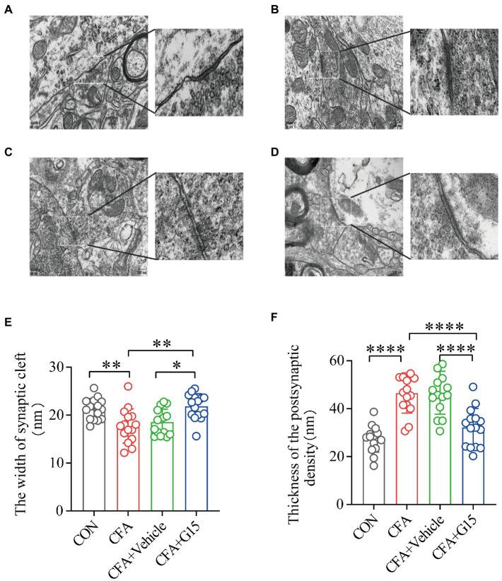 https://cdn.ncbi.nlm.nih.gov/pmc/blobs/a1f8/9853019/e1c4ad99756e/fnmol-15-1078309-g007.jpg