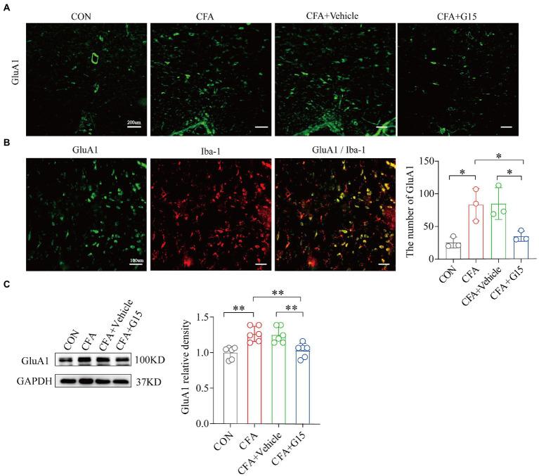 https://cdn.ncbi.nlm.nih.gov/pmc/blobs/a1f8/9853019/ea939bbec73c/fnmol-15-1078309-g005.jpg