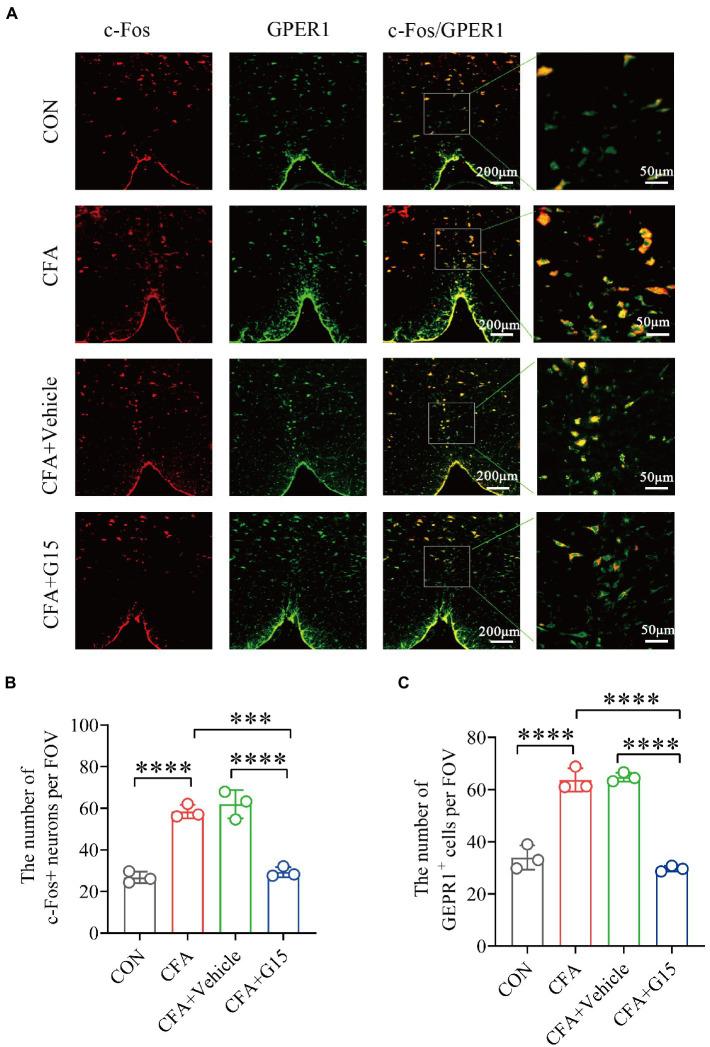 https://cdn.ncbi.nlm.nih.gov/pmc/blobs/a1f8/9853019/f15b2c04930f/fnmol-15-1078309-g003.jpg