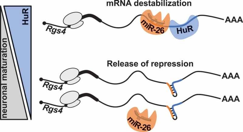 https://cdn.ncbi.nlm.nih.gov/pmc/blobs/a1f9/8216180/dac4f9a7c096/KRNB_A_1795409_F0006_OC.jpg