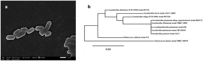 https://cdn.ncbi.nlm.nih.gov/pmc/blobs/a1f9/9164304/6715c685fa0d/fmicb-13-903363-g0001.jpg