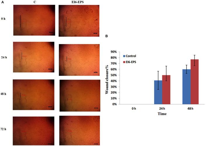 https://cdn.ncbi.nlm.nih.gov/pmc/blobs/a1f9/9164304/99b87e3ef1a4/fmicb-13-903363-g0005.jpg