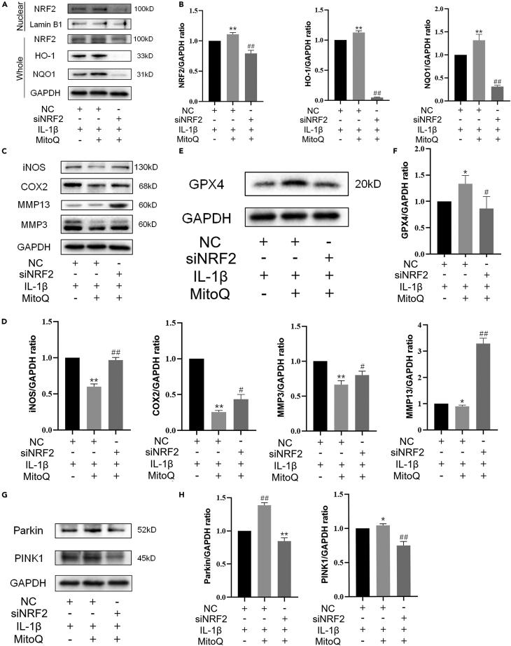 https://cdn.ncbi.nlm.nih.gov/pmc/blobs/a1fb/10483061/083c1193c604/gr5.jpg