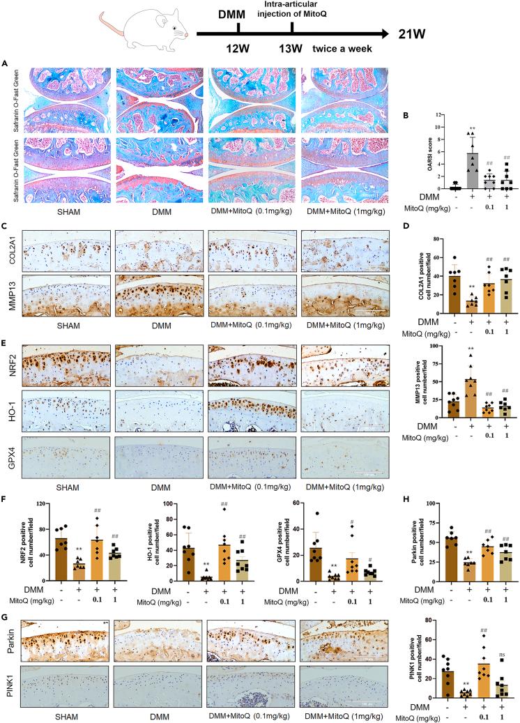 https://cdn.ncbi.nlm.nih.gov/pmc/blobs/a1fb/10483061/806200a6b98f/gr7.jpg