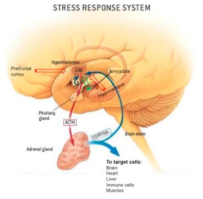 https://cdn.ncbi.nlm.nih.gov/pmc/blobs/a1fb/8003420/20e4bb8ca255/ijms-22-03139-g001.jpg