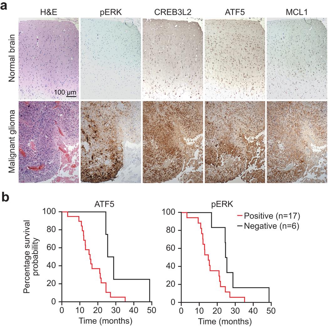 https://cdn.ncbi.nlm.nih.gov/pmc/blobs/a1fc/2882506/fd697715fe72/nihms199057f3.jpg
