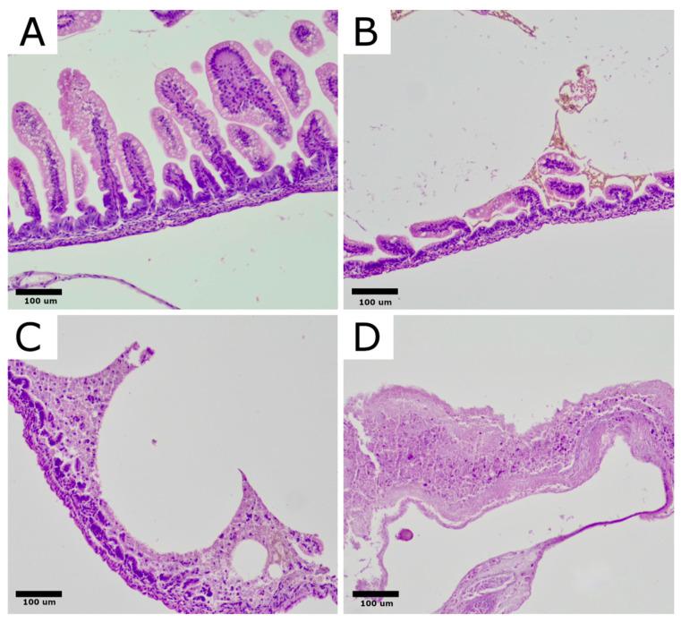 https://cdn.ncbi.nlm.nih.gov/pmc/blobs/a1fd/11507542/18e7df82c733/ijms-25-11052-g002.jpg