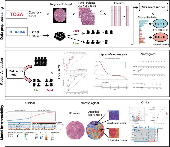 https://cdn.ncbi.nlm.nih.gov/pmc/blobs/a1ff/12214144/8e11f76246c4/12672_2025_3011_Fig1_HTML.jpg
