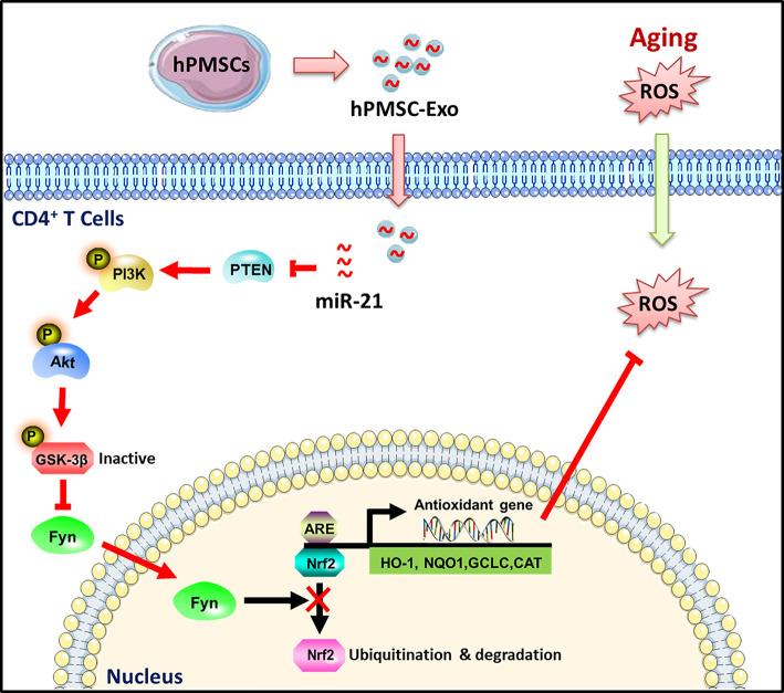 https://cdn.ncbi.nlm.nih.gov/pmc/blobs/a20a/8649962/3e9d0d909309/fimmu-12-780897-g008.jpg