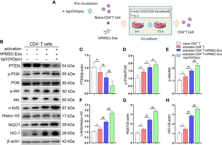 https://cdn.ncbi.nlm.nih.gov/pmc/blobs/a20a/8649962/d7acf0f829ec/fimmu-12-780897-g006.jpg