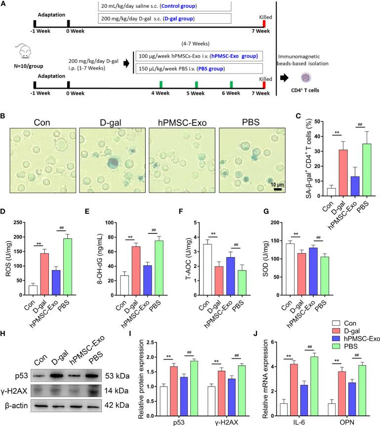 https://cdn.ncbi.nlm.nih.gov/pmc/blobs/a20a/8649962/e23e9801d762/fimmu-12-780897-g002.jpg