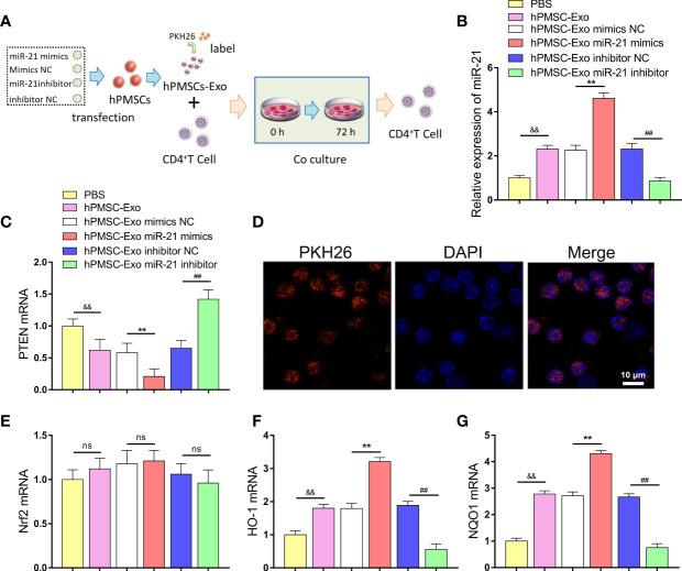 https://cdn.ncbi.nlm.nih.gov/pmc/blobs/a20a/8649962/eb0b83c54e82/fimmu-12-780897-g005.jpg