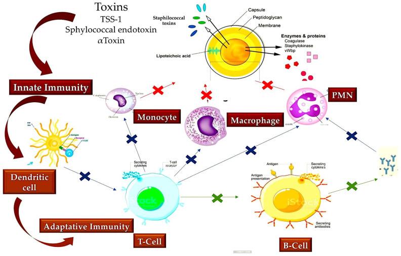 https://cdn.ncbi.nlm.nih.gov/pmc/blobs/a20f/12114098/a571e42a5a42/metabolites-15-00328-g005.jpg