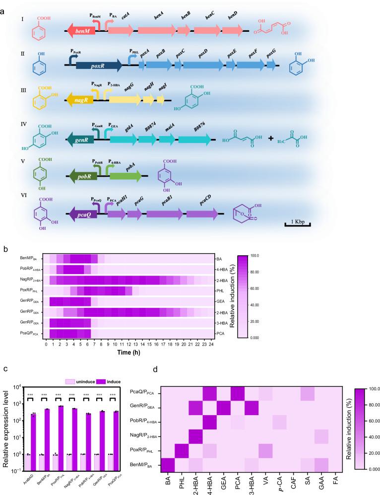 https://cdn.ncbi.nlm.nih.gov/pmc/blobs/a212/11519575/6c2fbffbec99/41467_2024_53609_Fig3_HTML.jpg