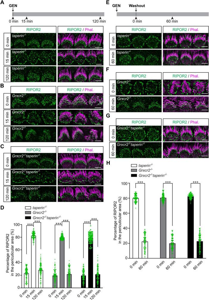 https://cdn.ncbi.nlm.nih.gov/pmc/blobs/a214/12364911/34a7bb6946b5/fncel-19-1636500-g004.jpg