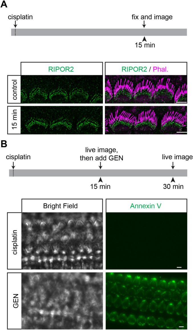 https://cdn.ncbi.nlm.nih.gov/pmc/blobs/a214/12364911/42e31423e57a/fncel-19-1636500-g005.jpg