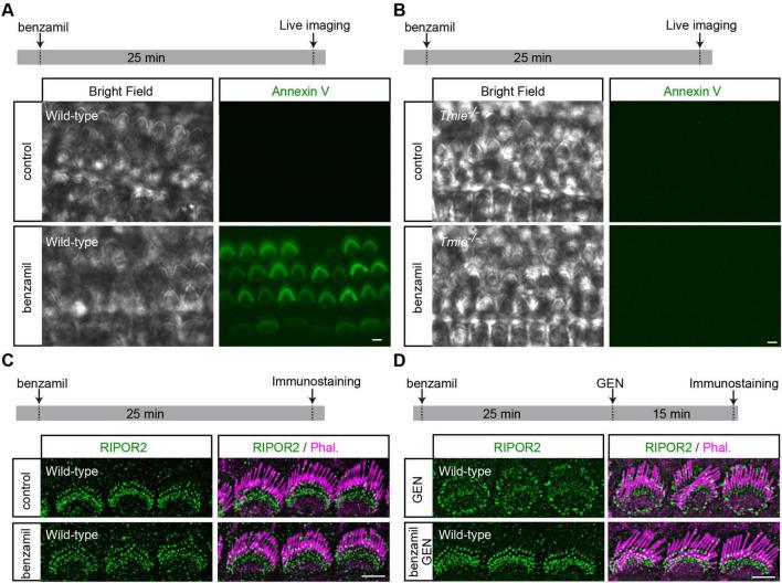 https://cdn.ncbi.nlm.nih.gov/pmc/blobs/a214/12364911/4a93c241fbb0/fncel-19-1636500-g003.jpg