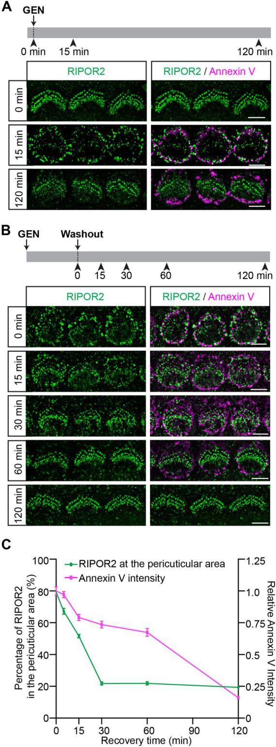 https://cdn.ncbi.nlm.nih.gov/pmc/blobs/a214/12364911/e7bd47ec1197/fncel-19-1636500-g002.jpg