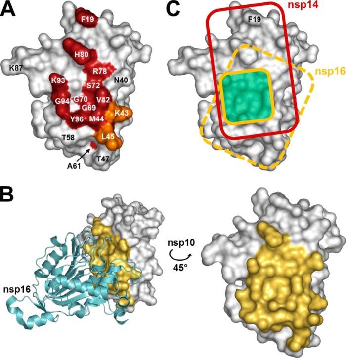 https://cdn.ncbi.nlm.nih.gov/pmc/blobs/a218/4162180/51f14071b52e/zbc0411495870005.jpg