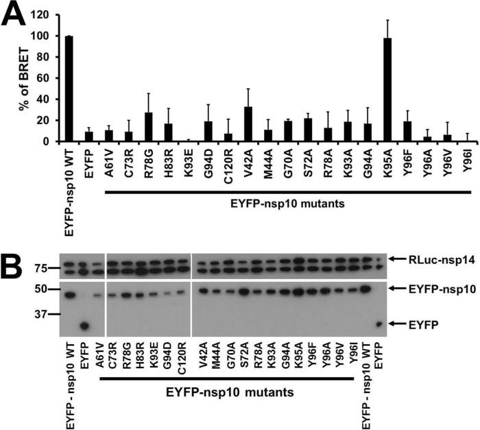 https://cdn.ncbi.nlm.nih.gov/pmc/blobs/a218/4162180/b2edfcc66316/zbc0411495870002.jpg