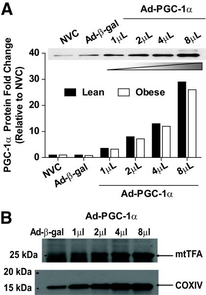 https://cdn.ncbi.nlm.nih.gov/pmc/blobs/a21a/2874701/9296a19003d7/zdb0061061250001.jpg