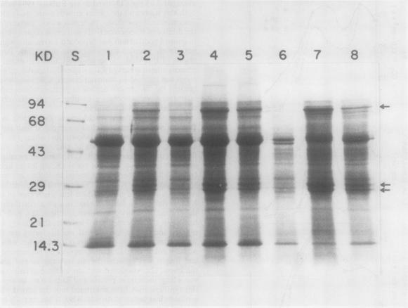 https://cdn.ncbi.nlm.nih.gov/pmc/blobs/a21c/1066419/94a34671f1b3/plntphys00566-0132-a.jpg