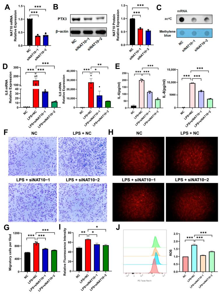 https://cdn.ncbi.nlm.nih.gov/pmc/blobs/a21c/12072506/5cff3564fa3c/ijms-26-04325-g002.jpg