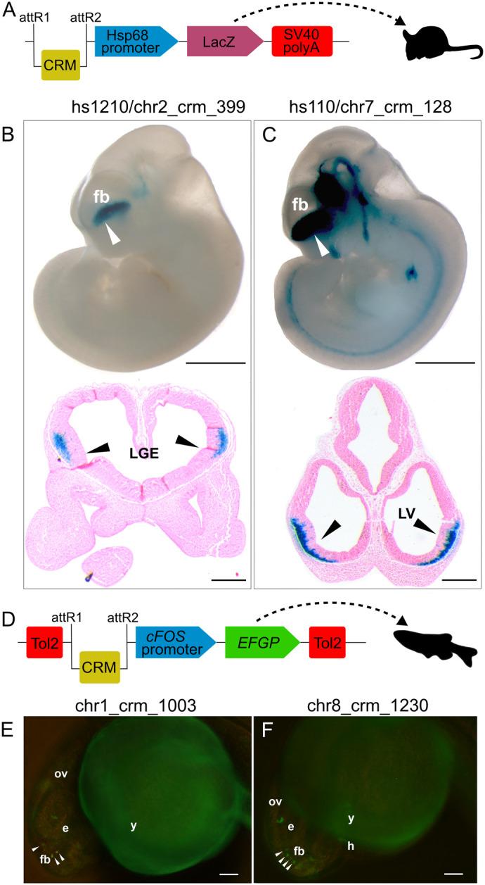 https://cdn.ncbi.nlm.nih.gov/pmc/blobs/a21d/11876843/fa30f77932ff/biolopen-14-061751-g4.jpg