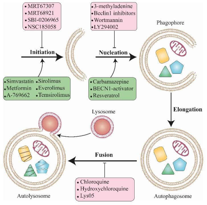 https://cdn.ncbi.nlm.nih.gov/pmc/blobs/a222/6843293/74ea999d02b8/biomolecules-09-00530-g002.jpg