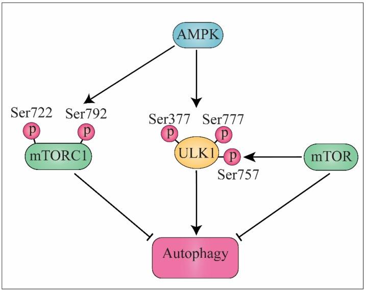 https://cdn.ncbi.nlm.nih.gov/pmc/blobs/a222/6843293/9287e344da70/biomolecules-09-00530-g001.jpg