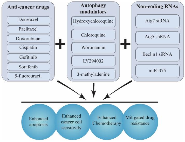 https://cdn.ncbi.nlm.nih.gov/pmc/blobs/a222/6843293/ca1b9333cb09/biomolecules-09-00530-g004.jpg
