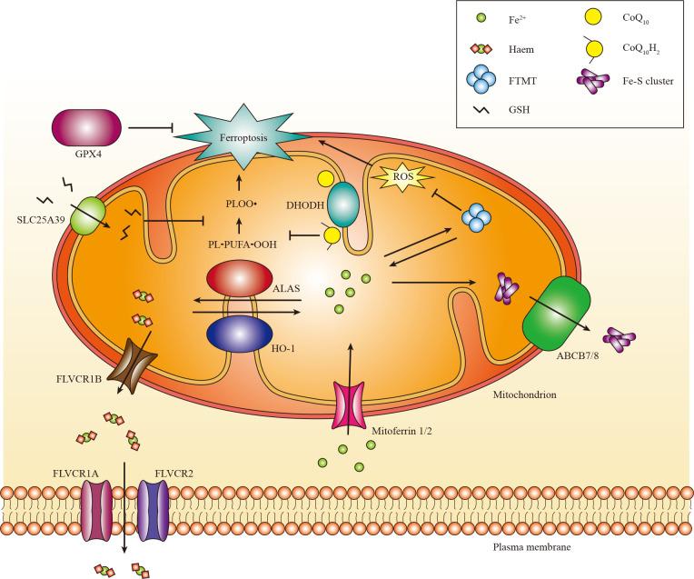 https://cdn.ncbi.nlm.nih.gov/pmc/blobs/a223/11835690/9f2549dd7314/fimmu-16-1531577-g003.jpg