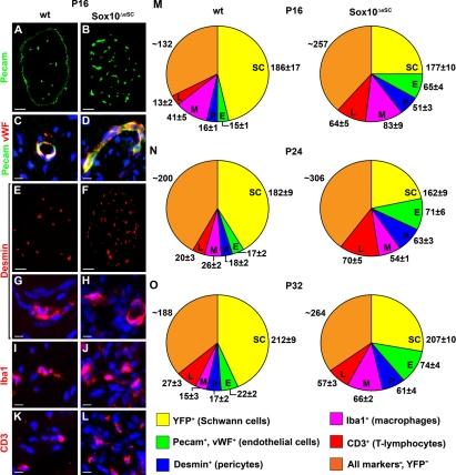 https://cdn.ncbi.nlm.nih.gov/pmc/blobs/a223/2872908/cda0c678a3ed/JCB_200912142_RGB_Fig7.jpg
