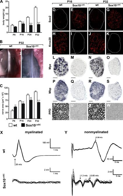 https://cdn.ncbi.nlm.nih.gov/pmc/blobs/a223/2872908/ea42bc1b48bd/JCB_200912142_RGB_Fig4.jpg