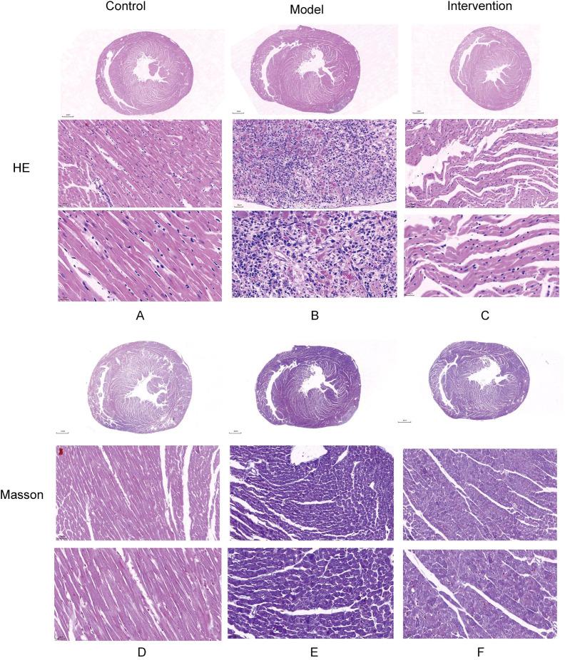 https://cdn.ncbi.nlm.nih.gov/pmc/blobs/a228/11965135/0fd246d5fa4c/fendo-16-1525831-g001.jpg